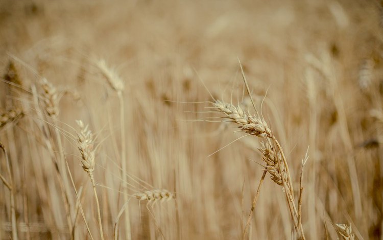 природа, поле, пшеница, колоски, много, nature, field, wheat, spikelets, a lot