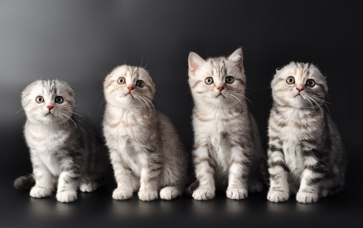 кошки, котята, милые, cats, kittens, cute