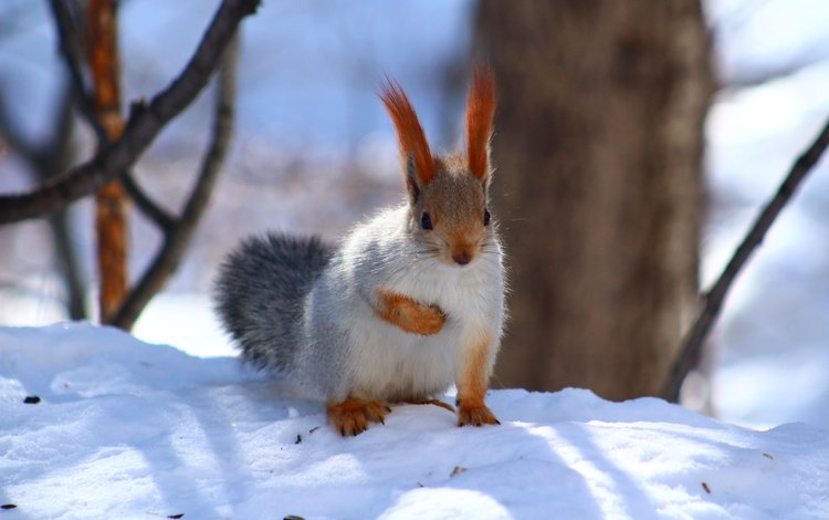 снег, зима, животное, белка, зверек, белочка, грызун, snow, winter, animal, protein, squirrel, rodent
