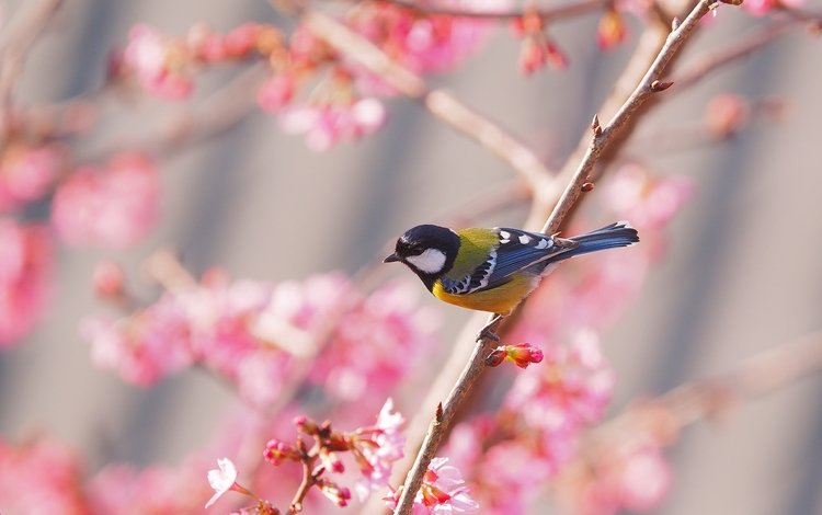 птица, весна, сакура, синица, bird, spring, sakura, tit