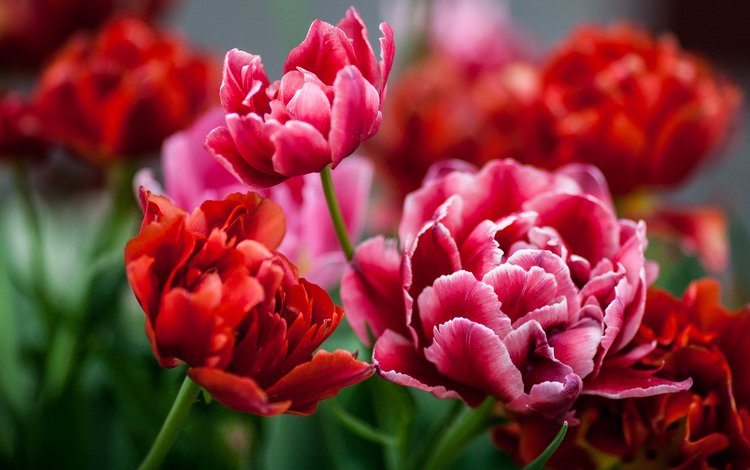 бутоны, красные, тюльпаны, buds, red, tulips