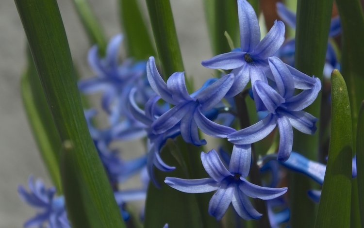 макро, синий, гиацинт, macro, blue, hyacinth