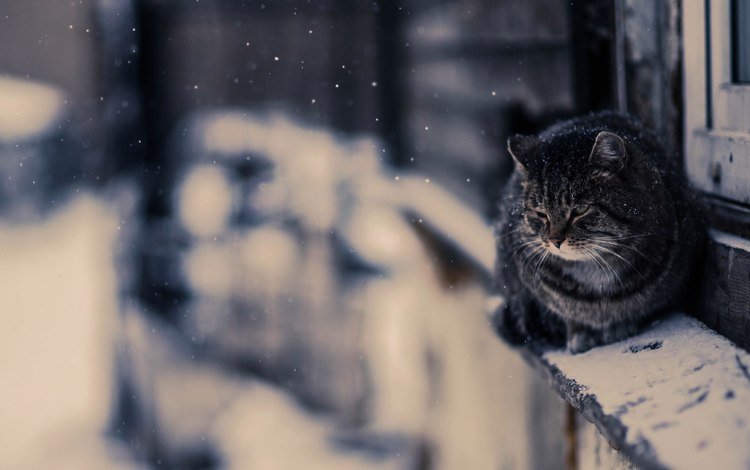 снег, зима, кот, кошка, улица, snow, winter, cat, street