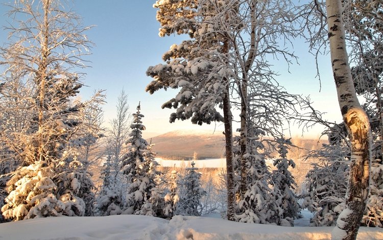 деревья, снег, зима, ель, береза, trees, snow, winter, spruce, birch