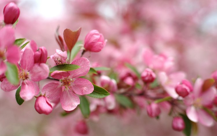 цветы, ветка, цветение, размытость, весна, розовый, flowers, branch, flowering, blur, spring, pink
