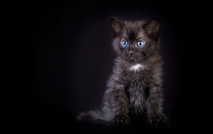 котенок, черный, малыш, kitty, black, baby