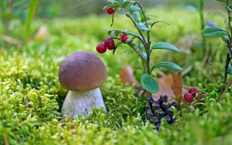 гриб, мох, шишка, белый гриб, брусника, mushroom, moss, bump, white mushroom, cranberries