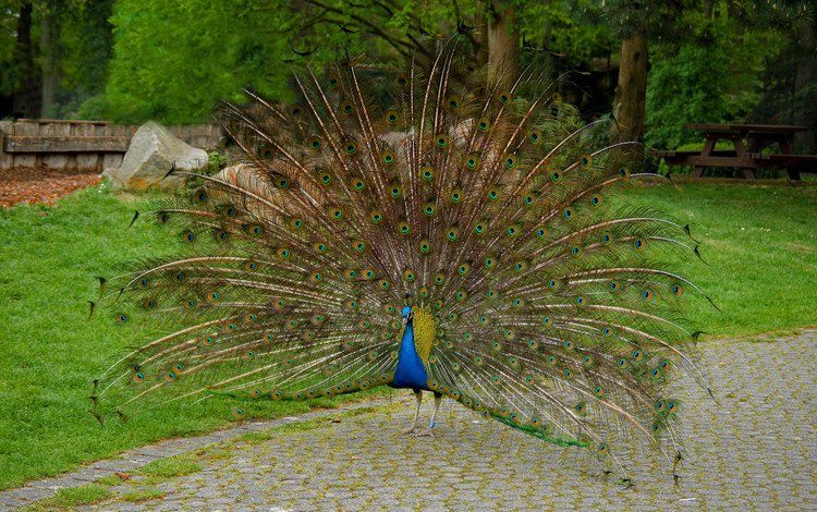 птица, павлин, хвост, bird, peacock, tail