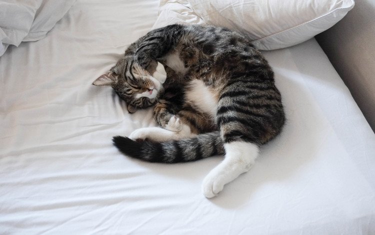 кот, кошка, спит, кровать, хвост, cat, sleeping, bed, tail
