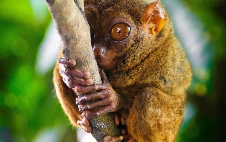 глаза, ветка, примат, долгопят, eyes, branch, the primacy of, tarsier