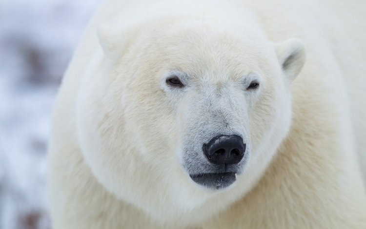 морда, полярный медведь, медведь, белый, белый медведь, полярный, face, polar bear, bear, white, polar