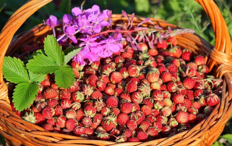 клубника, корзина, ягоды, луговая, strawberry, basket, berries, meadow