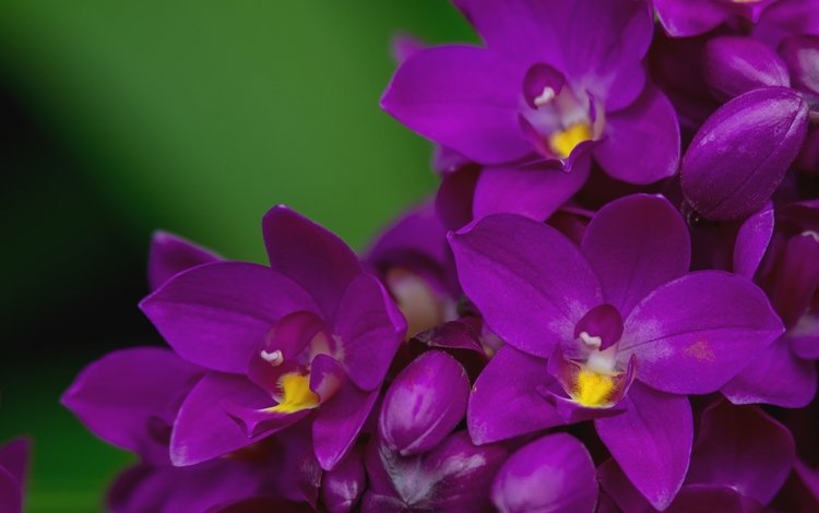 макро, лепестки, лиловый, орхидея, macro, petals, purple, orchid