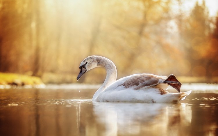 озеро, природа, птица, лебедь, lake, nature, bird, swan