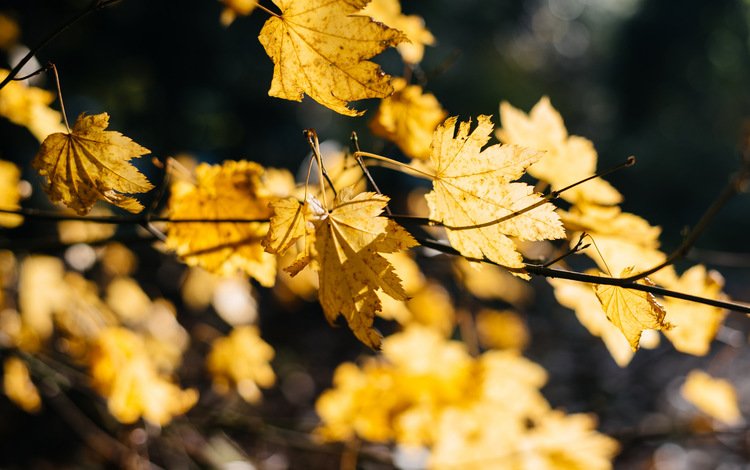 природа, листья, ветки, осень, кленовый лист, желтые, боке, nature, leaves, branches, autumn, maple leaf, yellow, bokeh