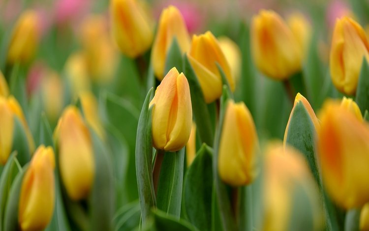 бутоны, макро, тюльпаны, желтые, buds, macro, tulips, yellow