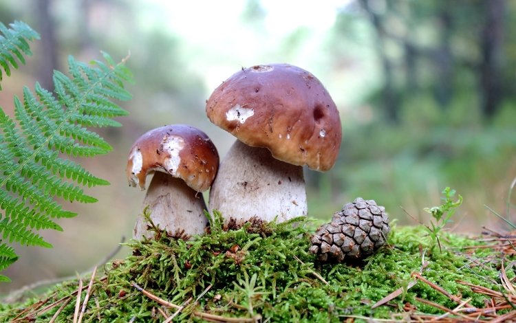 грибы, мох, шишка,  белый гриб, mushrooms, moss, bump, white mushroom