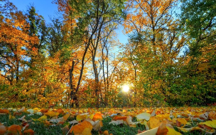 деревья, солнце, листья, осень, trees, the sun, leaves, autumn