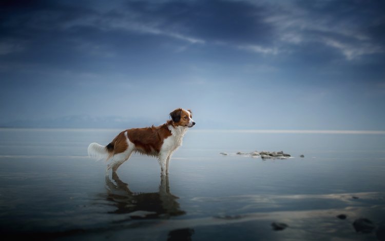 море, взгляд, собака, друг, sea, look, dog, each