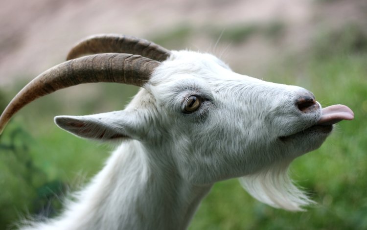 коза, рога, язык, борода, goat, horns, language, beard