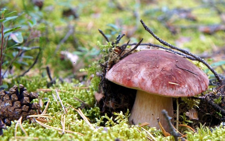макро, гриб, мох, шишка, белый гриб, macro, mushroom, moss, bump, white mushroom