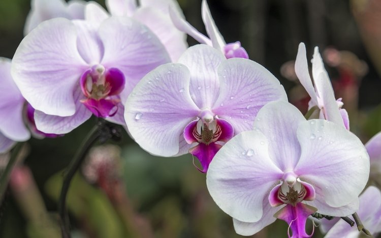 макро, розовый, нежность, орхидея, macro, pink, tenderness, orchid