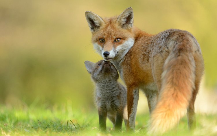 лиса, лисица, мама, малыш, лисенок, fox, mom, baby