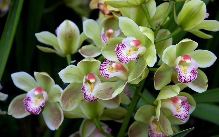 зелёный, экзотика, орхидея, green, exotic, orchid