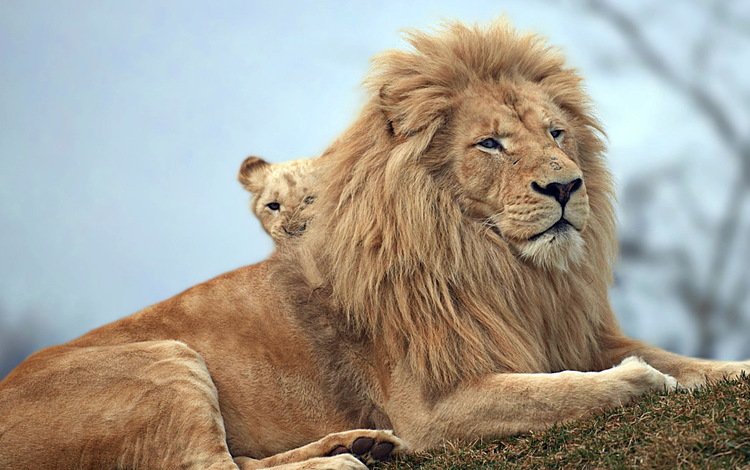 природа, львы, звери, nature, lions, animals