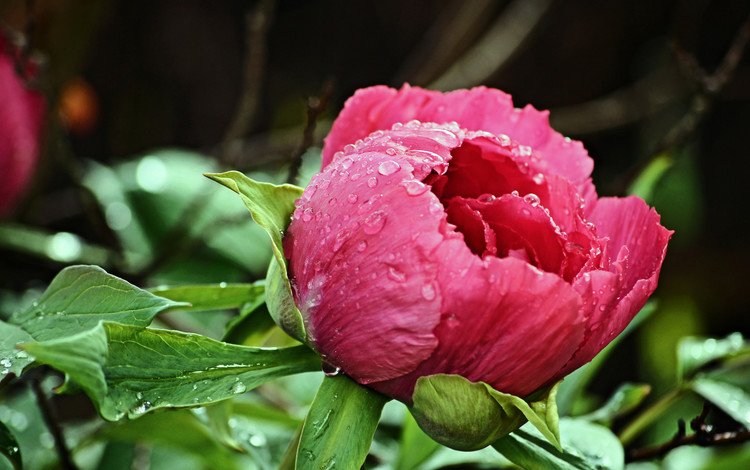 капли, бутон, розовый, пион, после дождя, drops, bud, pink, peony, after the rain