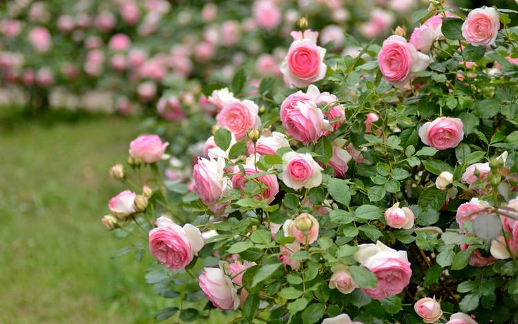 розы, розовый, куст, roses, pink, bush
