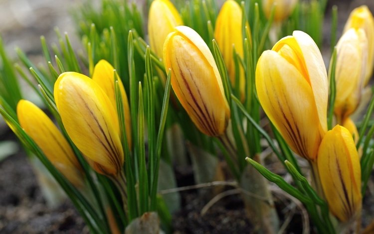 цветы, желтый, бутоны, лепестки, весна, крокусы, flowers, yellow, buds, petals, spring, crocuses