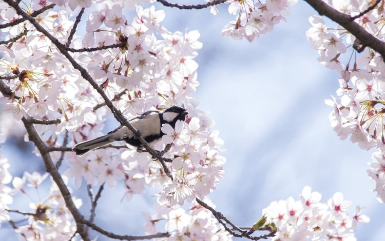 дерево, птица, весна, вишня, сакура, синица, tree, bird, spring, cherry, sakura, tit