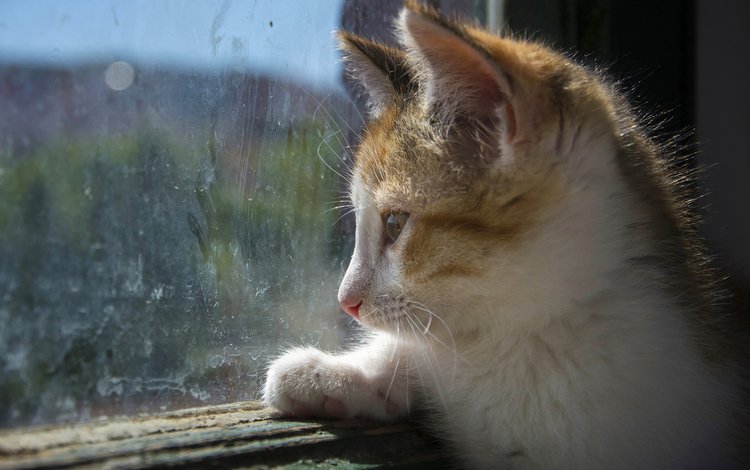 взгляд, котенок, окно, стекло, look, kitty, window, glass