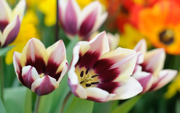 макро, лепестки, тюльпаны, пестрые, macro, petals, tulips, motley