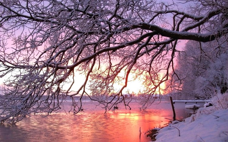 река, снег, дерево, закат, зима, river, snow, tree, sunset, winter
