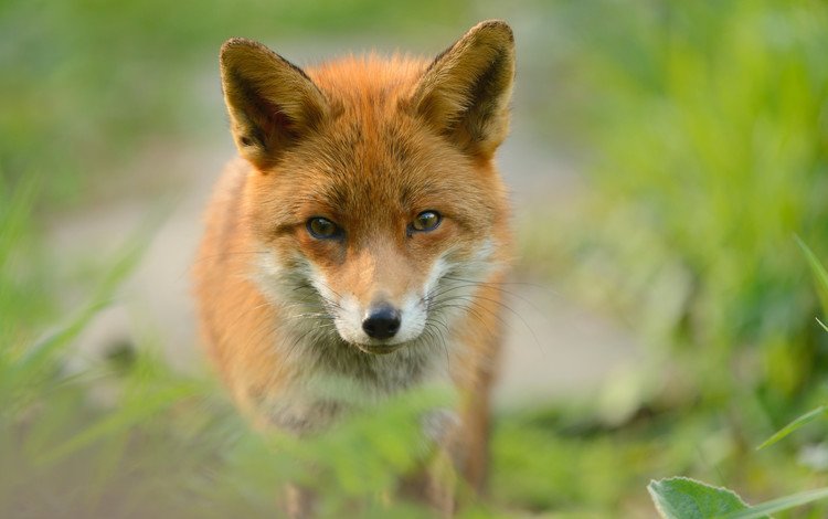 рыжая, лиса, хищник, red, fox, predator