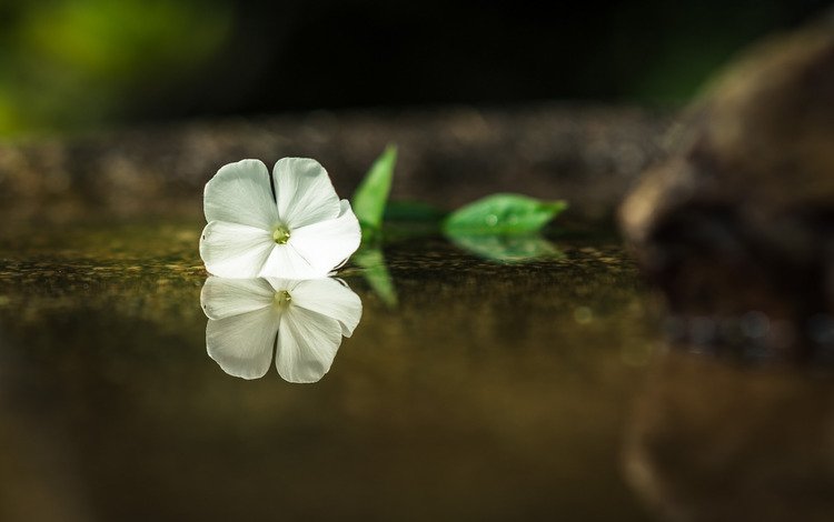 вода, отражение, цветок, лепестки, белые, water, reflection, flower, petals, white