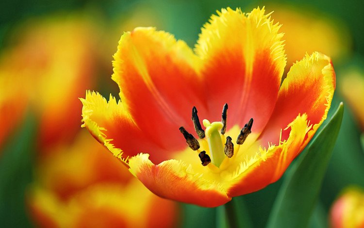 макро, лепестки, тюльпан, macro, petals, tulip