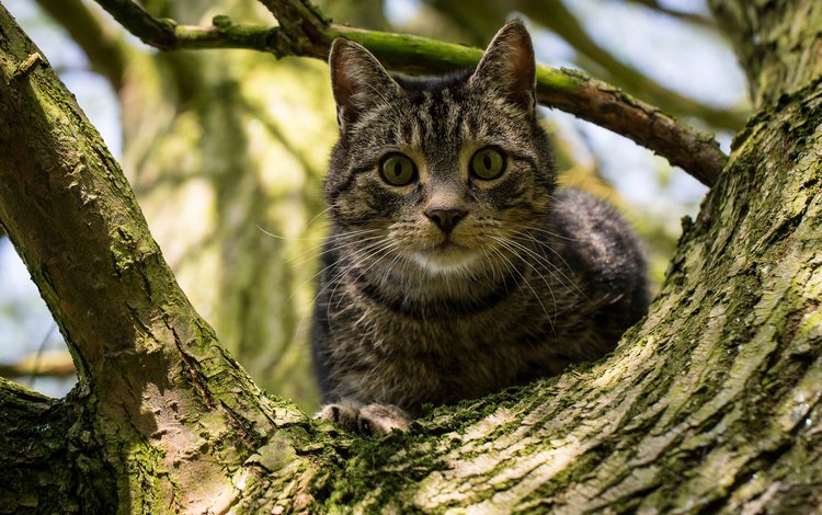 дерево, кот, кошка, взгляд, на дереве, tree, cat, look, on the tree