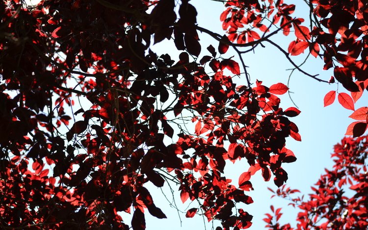 дерево, листья, ветки, красные, tree, leaves, branches, red