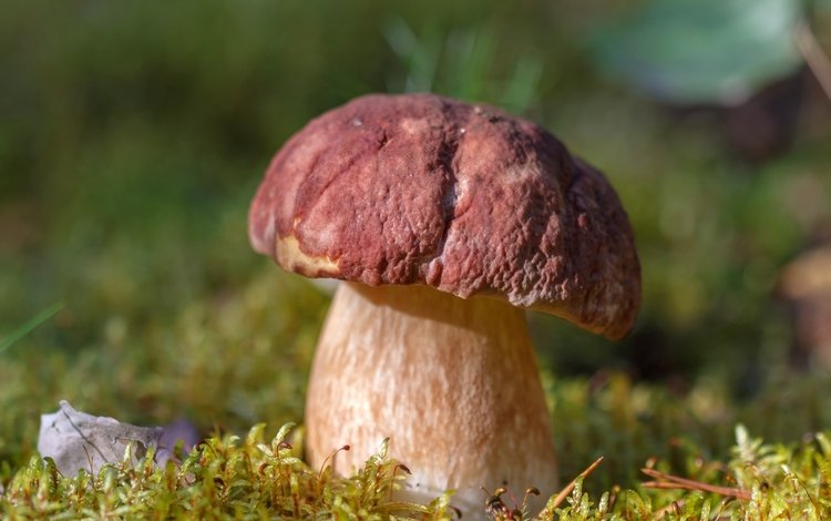 гриб, мох, белый гриб, mushroom, moss, white mushroom