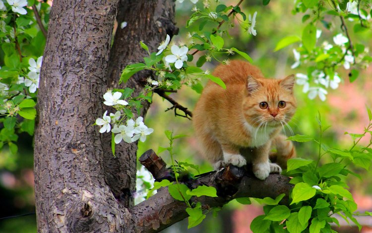 дерево, цветение, кот, кошка, рыжая, весна, tree, flowering, cat, red, spring