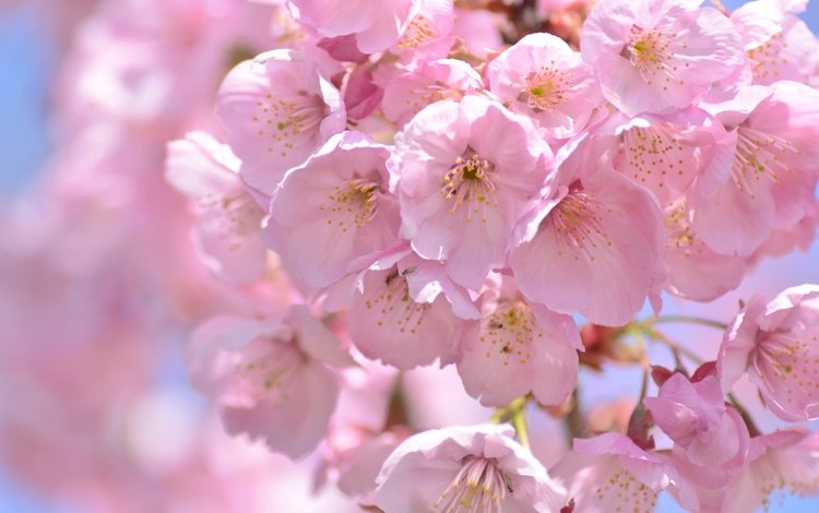 макро, весна, розовый, вишня, сакура, macro, spring, pink, cherry, sakura