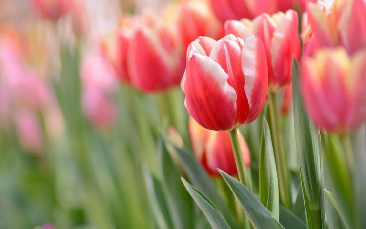 макро, весна, тюльпаны, macro, spring, tulips