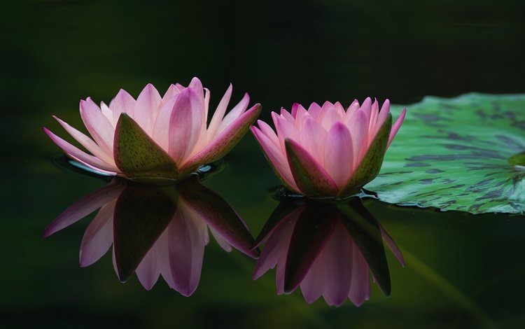 вода, отражение, пара, розовый, лилии, нимфеи, water, reflection, pair, pink, lily, nymphs