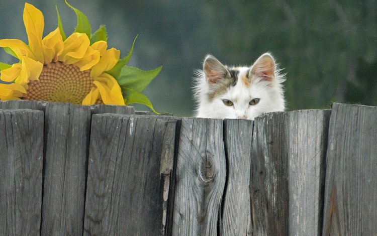фон, мордочка, кошка, взгляд, забор, подсолнух, background, muzzle, cat, look, the fence, sunflower