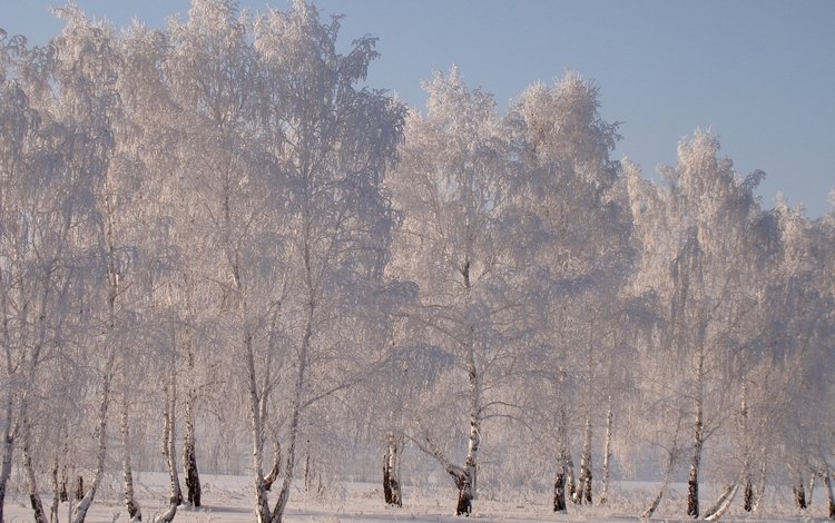 снег, зима, березы, иней, snow, winter, birch, frost
