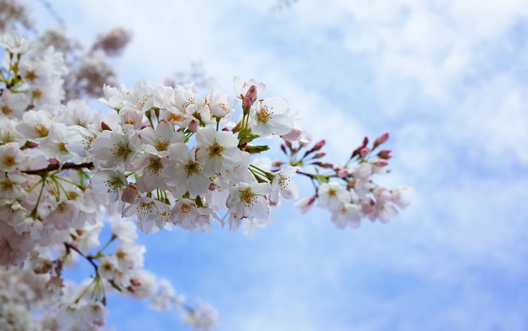 небо, цветение, лепестки, сакура, the sky, flowering, petals, sakura