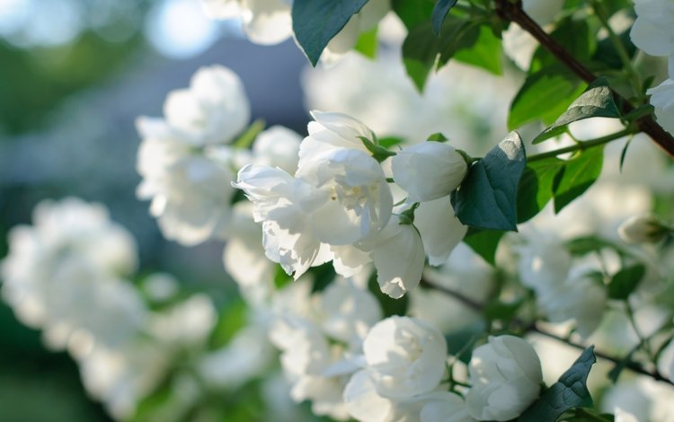 цветение, белый, весна, куст, жасмин, цветущая ветка, flowering, white, spring, bush, jasmine, flowering branch